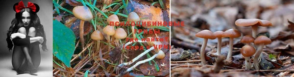 твердый Нефтекумск